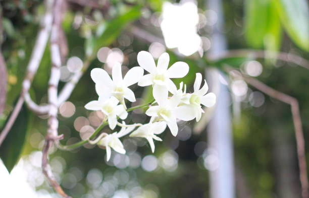 ডেনড্রোবিয়াম কিংইনাম