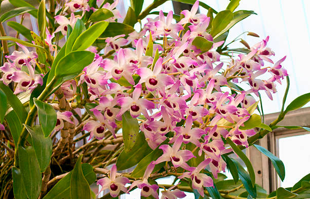 ডেনড্রোবিয়াম নোবাইল